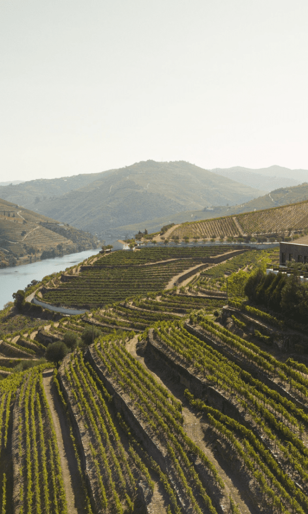 Quinta de São Luiz